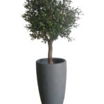 Buy Olive Tree 1.6m height in UAE, KSA - Shajara