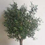 Buy Olive Tree 1.6m height in UAE, KSA - Shajara