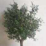 Buy Olive Tree 1.6m height in UAE, KSA - Shajara