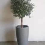 Buy Olive Tree 1.6m height in UAE, KSA - Shajara