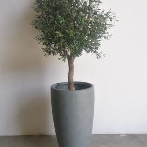 Buy Olive Tree 1.6m height in UAE, KSA - Shajara