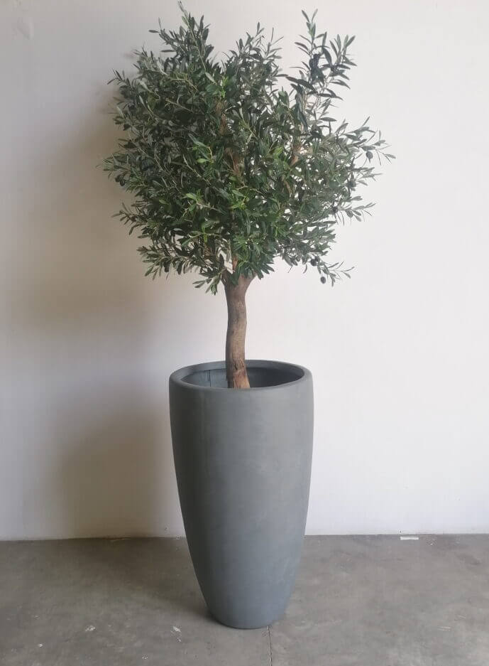 Buy Olive Tree 1.6m height in UAE, KSA - Shajara