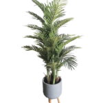 Buy Areca Palm 1.4m height - Shajara