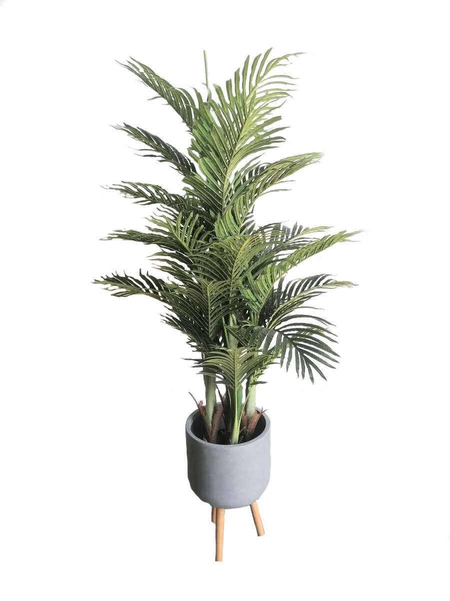 Buy Areca Palm 1.4m height - Shajara