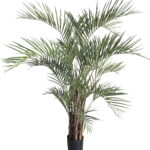 Areca Palm Tree - Shajara UAE