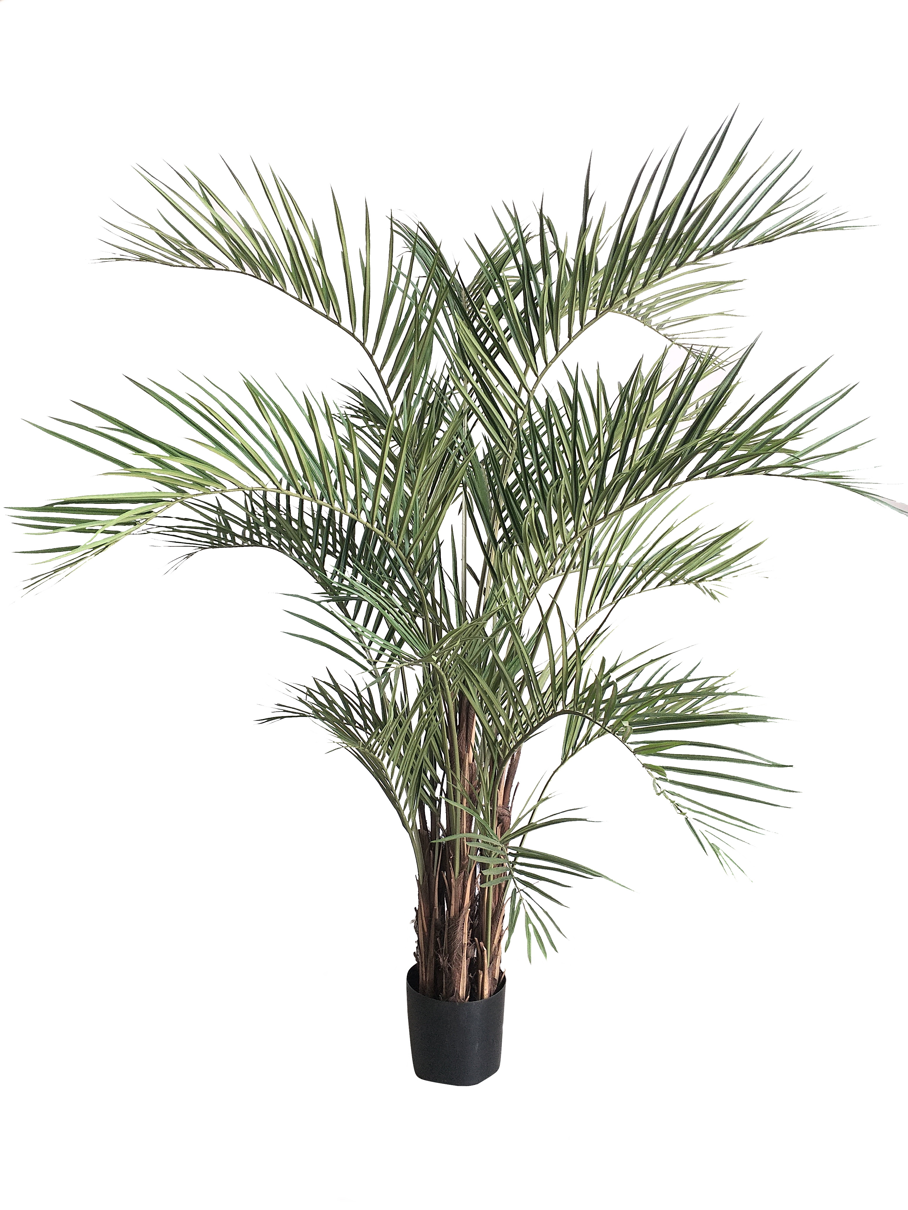 Areca Palm Tree - Shajara UAE