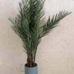 Areca Palm Tree - Shajara UAE