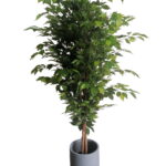 Buy Ficus Tree 1.8m height - Shajara