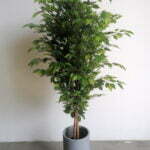 Buy Ficus Tree 1.8m height - Shajara