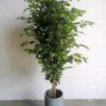 Artificial Ficus Trees in UAE - Shajara