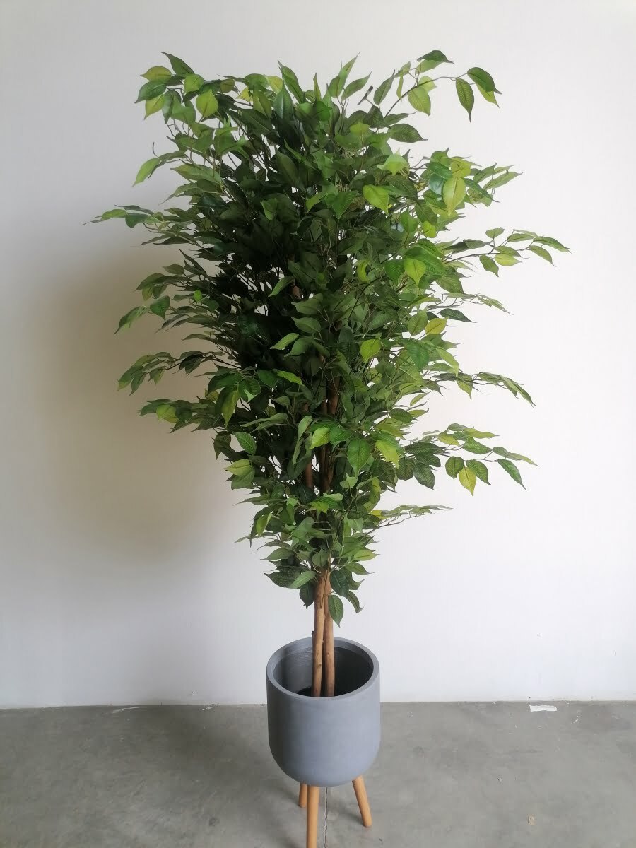 Buy Ficus Tree 1.8m height - Shajara