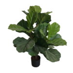 Buy Fiddle Leaf Tree - Shajara