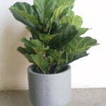 Buy Fiddle Leaf Tree - Shajara