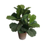 Buy Fiddle Leaf Tree - Shajara