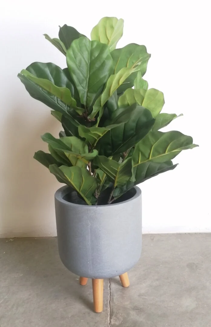 Buy Fiddle Leaf Tree 0.65m