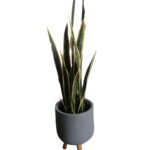 Buy Snake Plant Variegated 0.8m height Online - Shajara