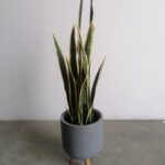 Buy Snake Plant Variegated 0.8m height Online - Shajara