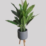 Spathiphyllum Plant 1.2m height in Dubai, UAE