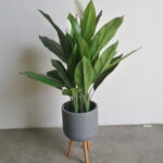 Spathiphyllum Plant 1.2m height in Dubai, UAE
