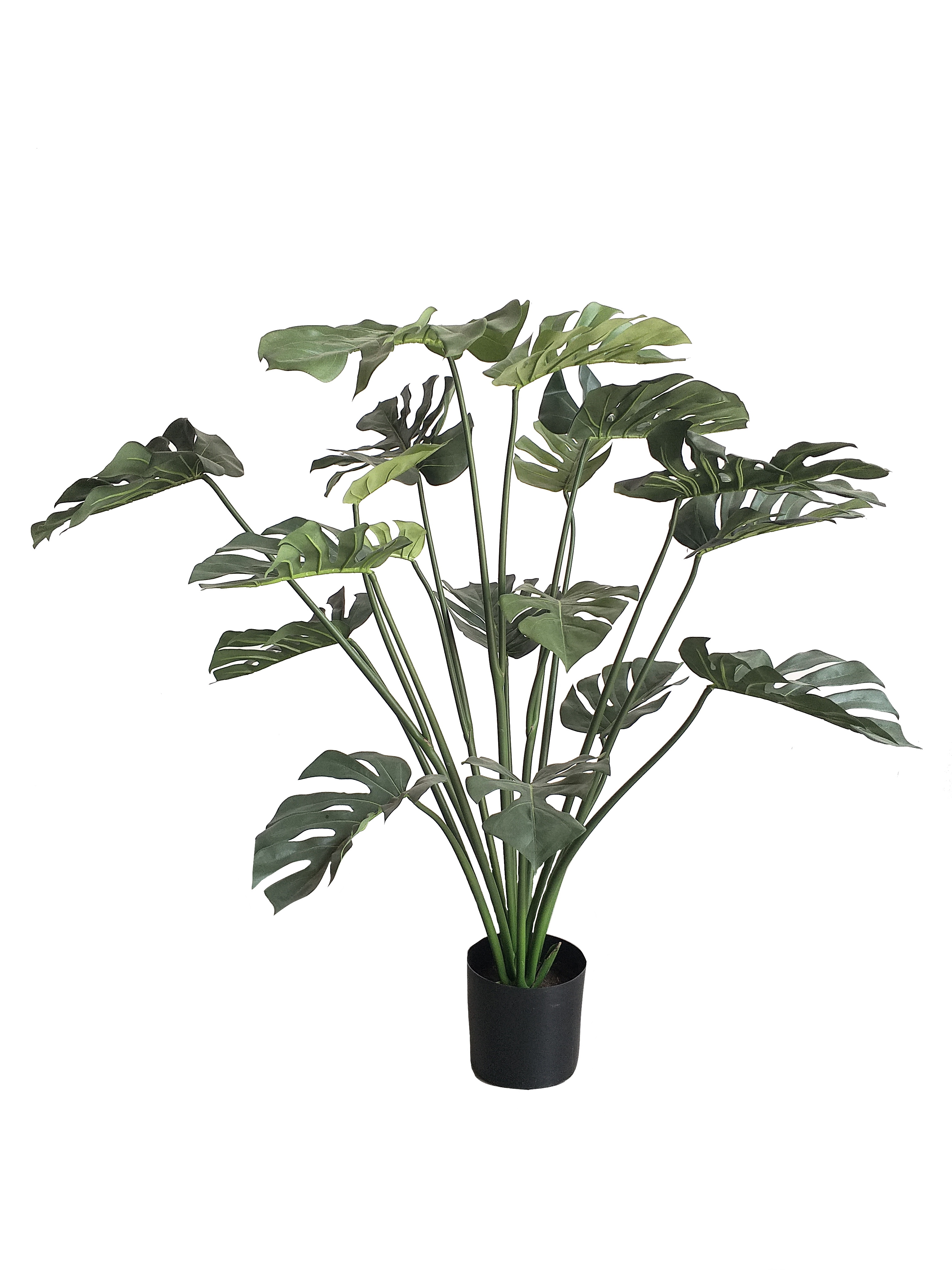 Split Philodendron Plant 1.18m height