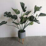 Split Philodendron Plant 1.18m height