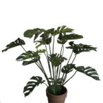 Split Philodendron Plant 1.18m height