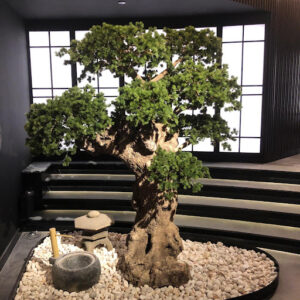 Bonsai Tree