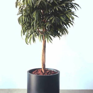 Buy Artificial Longifolia Tree 2M Height Online