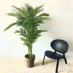 Areca Palm