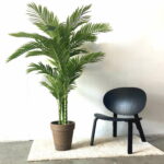 Areca Palm