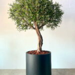 Bespoke Olive Tree