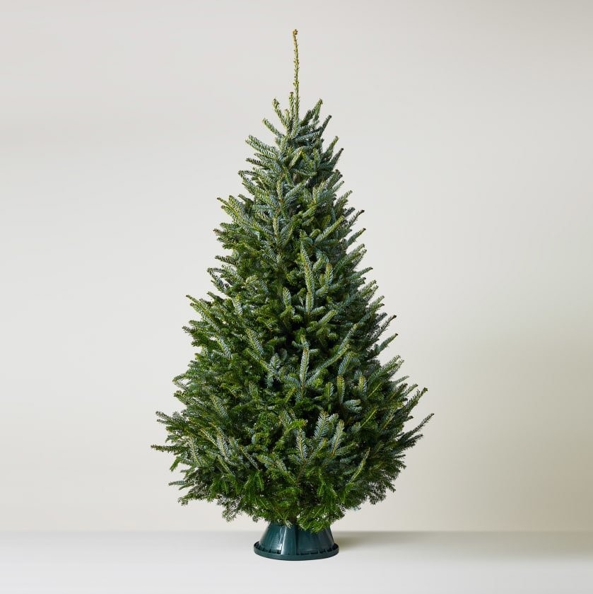 Buy christmas shop tree real