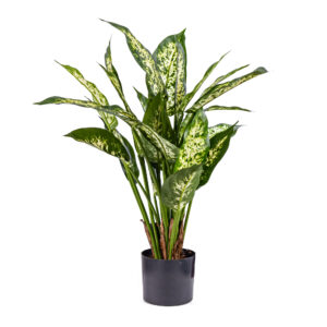 Buy Artificial Dieffenbachia Cabdida Bush 51 cm