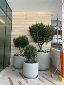 Trio of artificial olive plants greets visitors at a UAE property entrance — low-maintenance olive plants for Dubai projects.