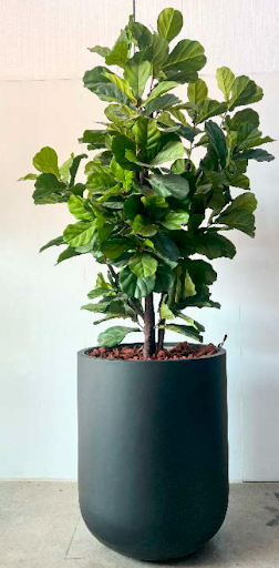 Artificial Fiddle Leaf Trees 